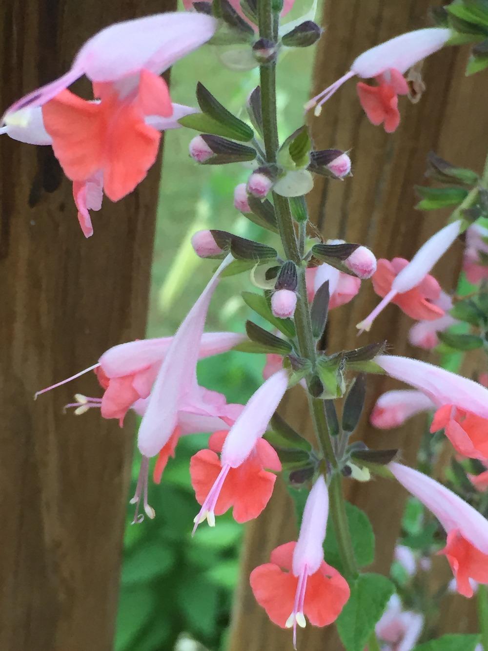 Photo of Hummingbird Sage (Salvia coccinea 'Coral Nymph') uploaded by SCButtercup