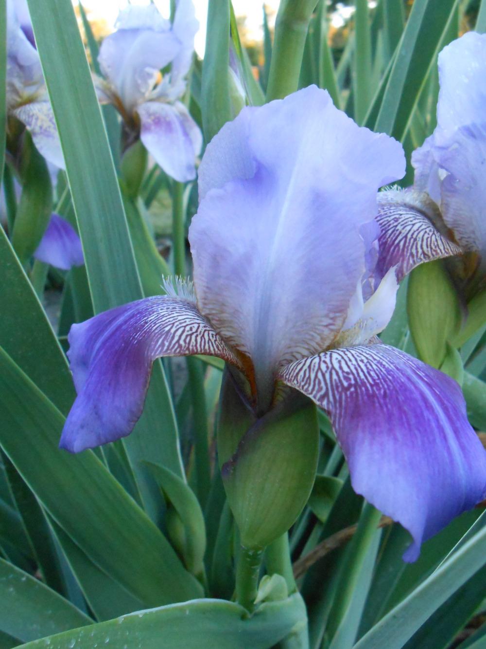 Photo of Tall Bearded Iris (Iris 'September Sailor') uploaded by crowrita1