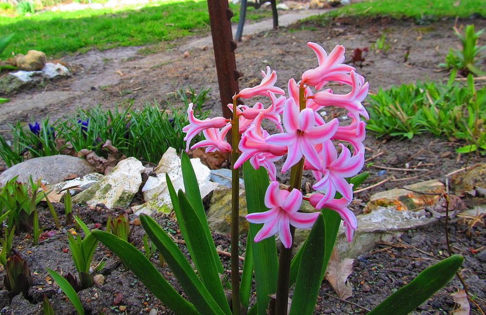 Photo of Hyacinths (Hyacinthus) uploaded by jmorth