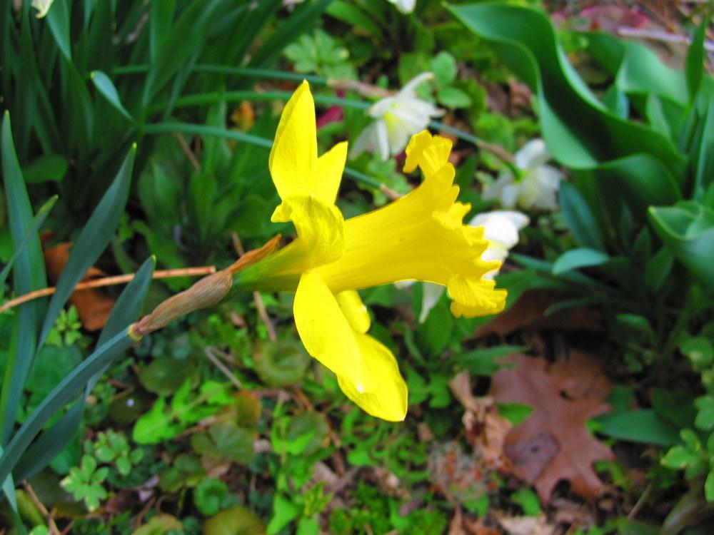 Photo of Trumpet Narcissus (Narcissus 'King Alfred') uploaded by jmorth