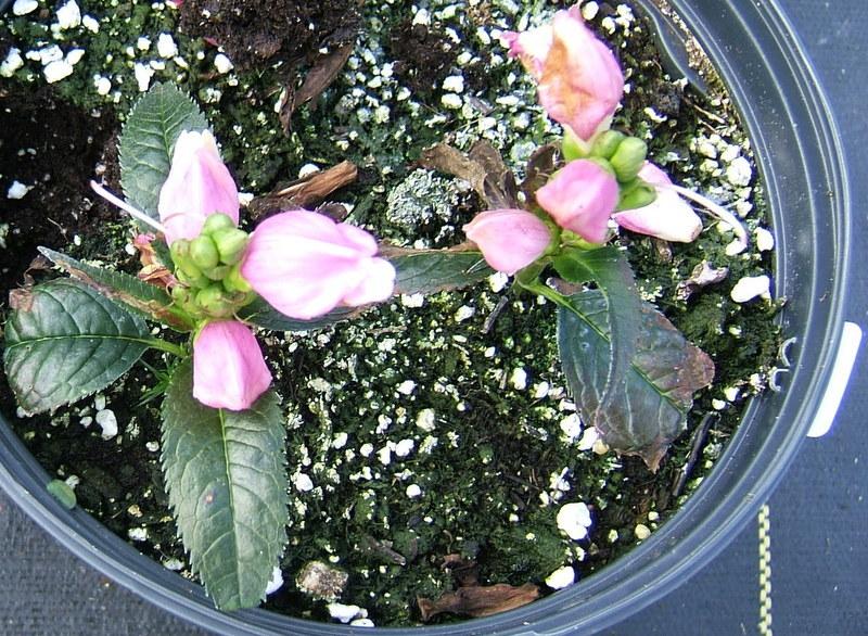 Photo of Pink Turtlehead (Chelone lyonii 'Hot Lips') uploaded by pirl