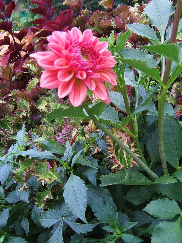 Photo of Dahlia 'Ferncliff Copper' uploaded by pirl