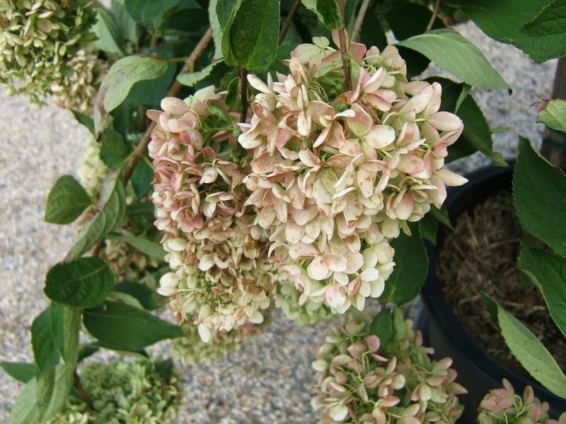Photo of Panicle Hydrangea (Hydrangea paniculata 'Grandiflora') uploaded by pirl