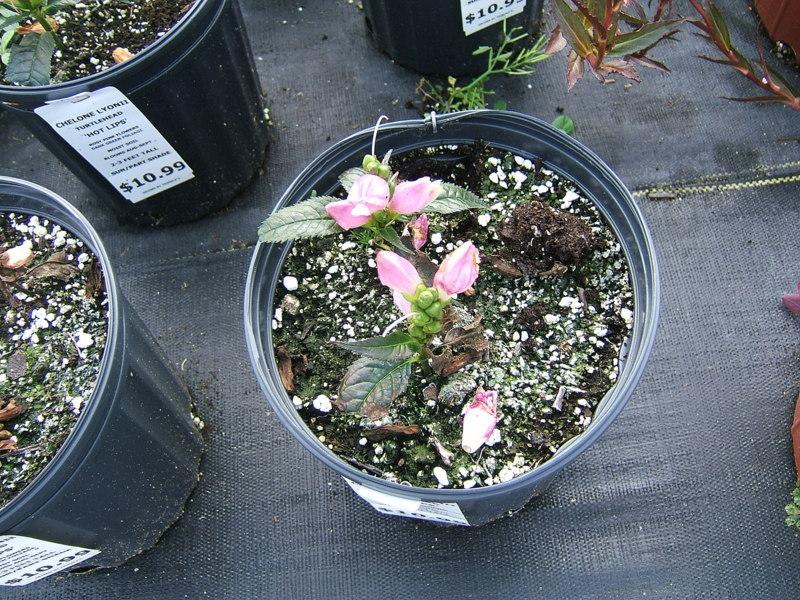 Photo of Pink Turtlehead (Chelone lyonii 'Hot Lips') uploaded by pirl