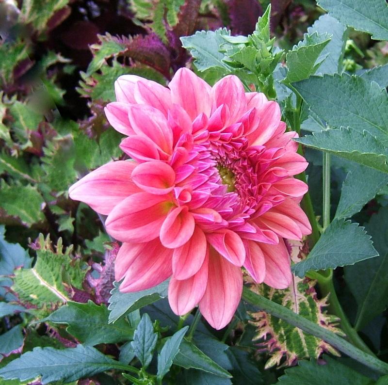 Photo of Dahlia 'Ferncliff Copper' uploaded by pirl