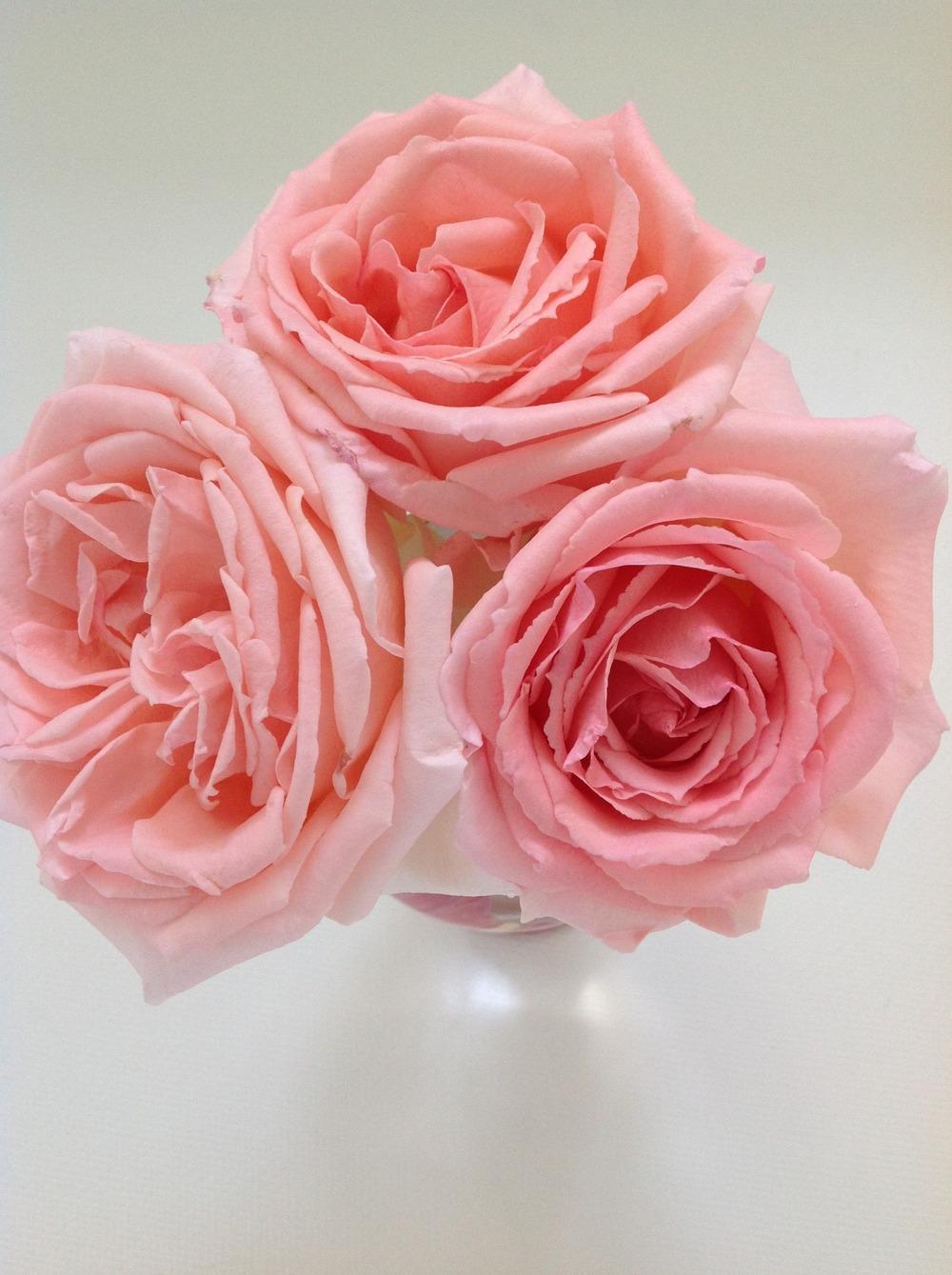 Photo of Rose (Rosa 'Pearly Gates') uploaded by Azgarden