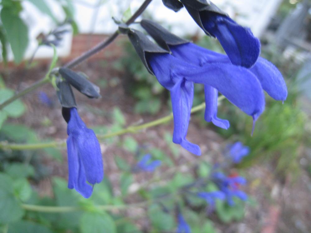 Photo of Anise-Scented Sage (Salvia coerulea 'Black and Blue') uploaded by Hemophobic