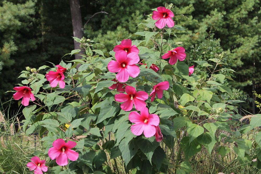 Photo of Hardy Hibiscus (Hibiscus 'Moy Grande') uploaded by Meredith79