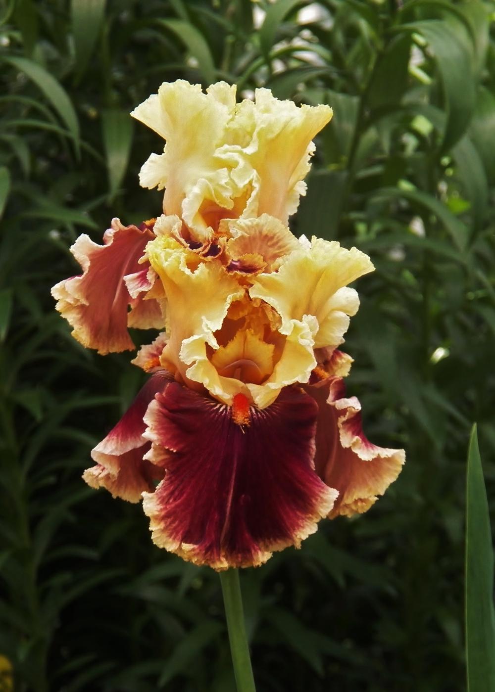 Photo of Irises (Iris) uploaded by MissyPenny