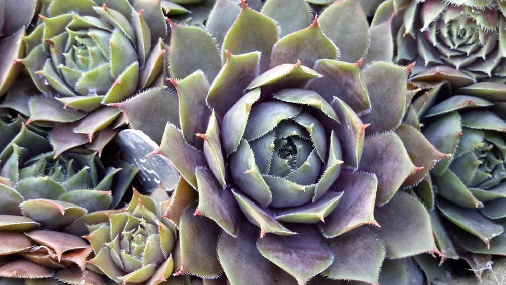 Photo of Hen and Chicks (Sempervivum 'Silverine') uploaded by Paddy