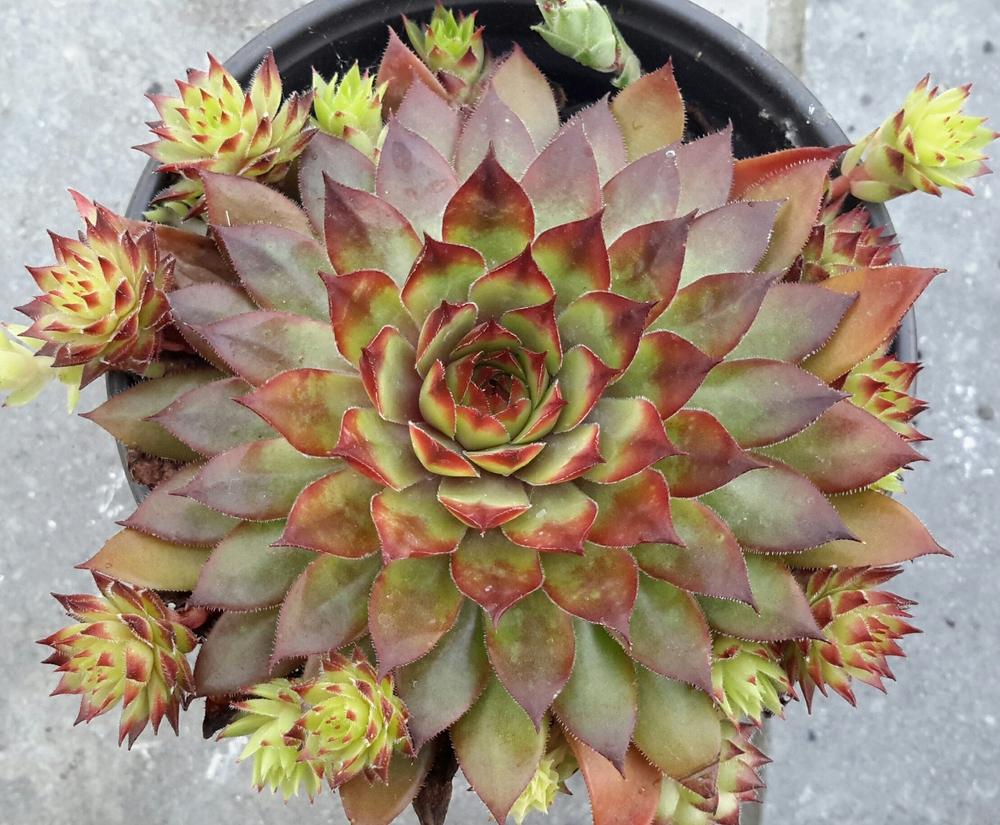 Photo of Hen and Chicks (Sempervivum 'Rubin') uploaded by Paddy