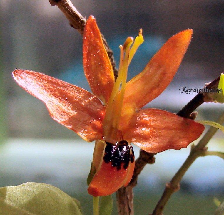 Photo of Hummingbird Plant (Ruttya fruticosa) uploaded by Xeramtheum