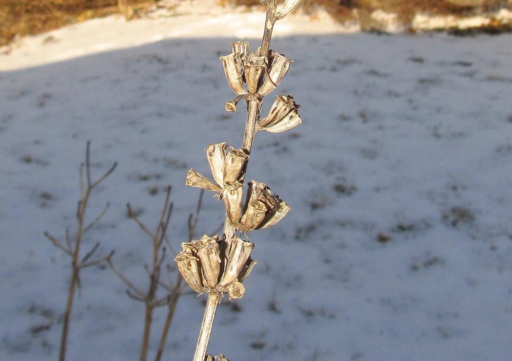 Photo of Tall American Bellflower (Campanulastrum americanum) uploaded by jmorth