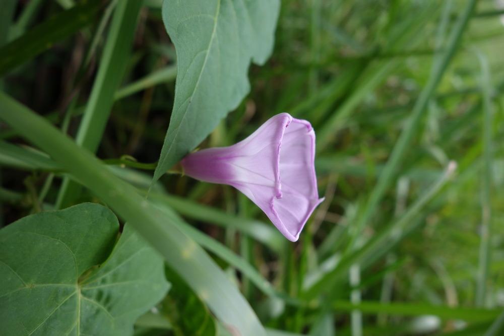 Photo of Morning Glory (Ipomoea cordatotriloba) uploaded by mellielong