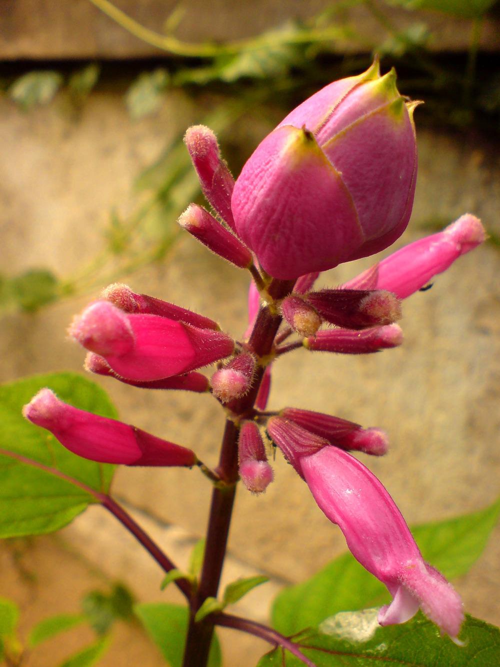 Photo of Rose Leaf Sage (Salvia involucrata) uploaded by robertduval14