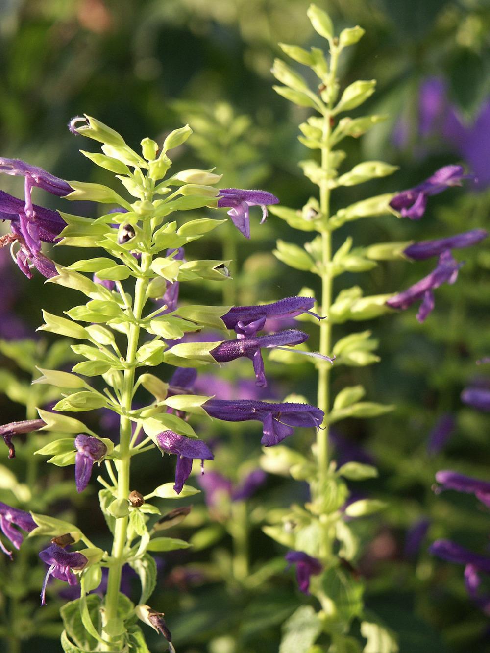 Photo of Mexican Sage (Salvia mexicana 'Limelight') uploaded by robertduval14