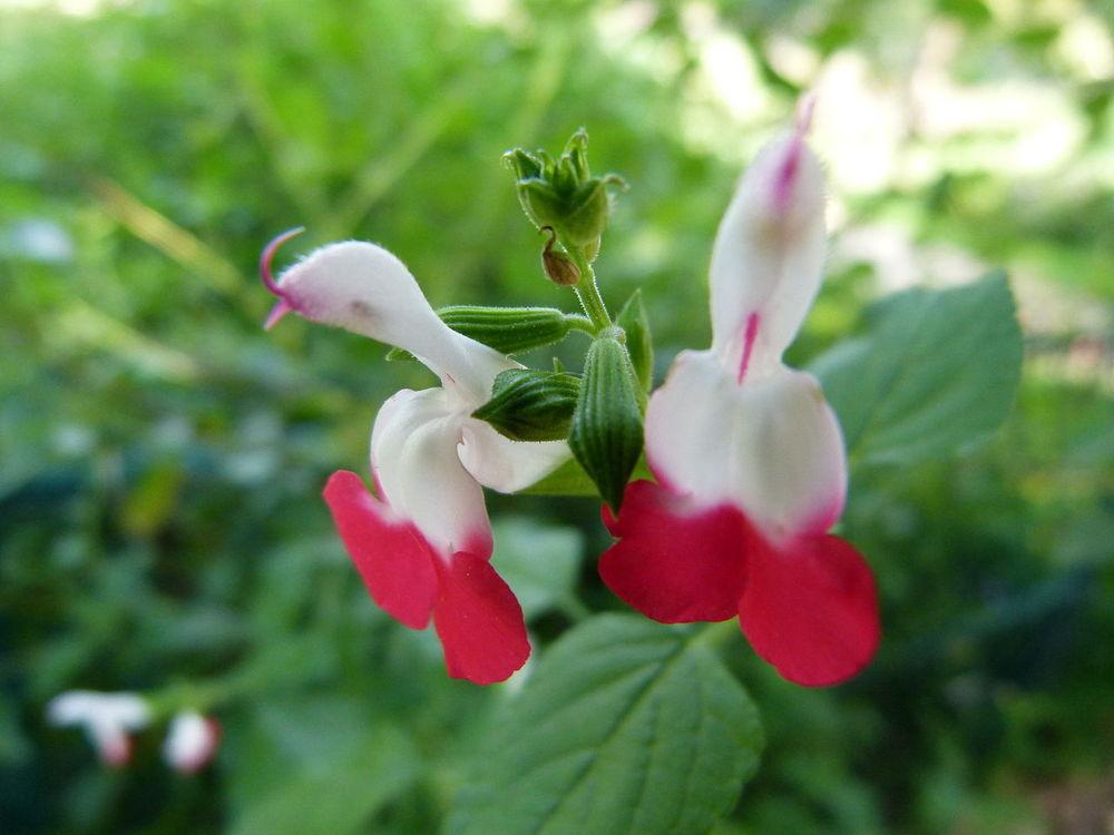 Photo of Blackcurrant Sage (Salvia microphylla 'Hot Lips') uploaded by robertduval14