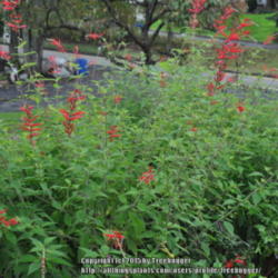 Location: My garden in N E Pa. 
Date: 2011-10-04