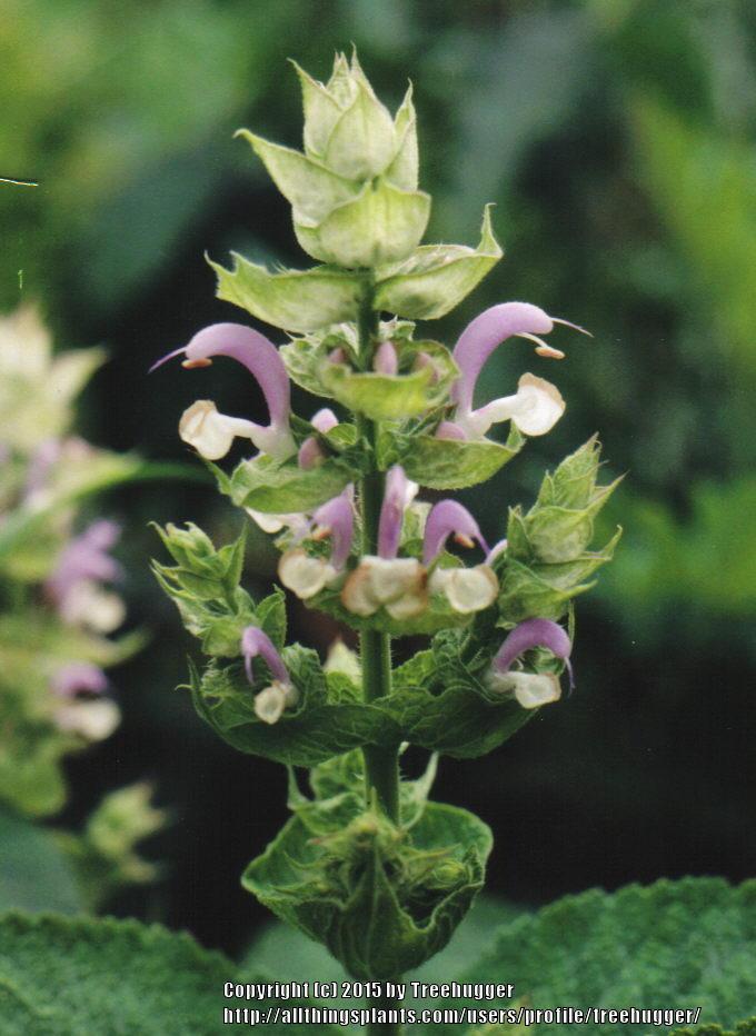 Photo of Clary Sage (Salvia sclarea) uploaded by treehugger