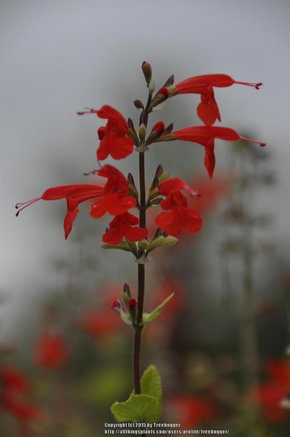 Photo of Scarlet Sage (Salvia coccinea 'Lady in Red') uploaded by treehugger