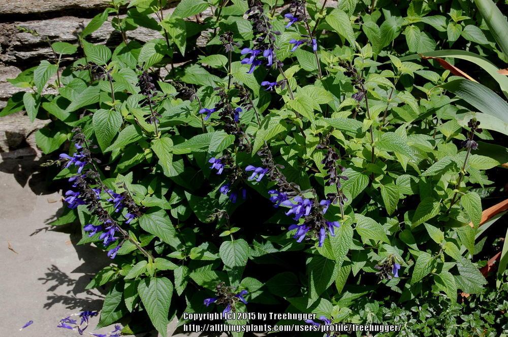 Photo of Anise-Scented Sage (Salvia coerulea 'Black and Blue') uploaded by treehugger