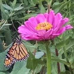 Location: Maryland
Date: 2015-09-16
Newly released monarch enjoys the zinnia