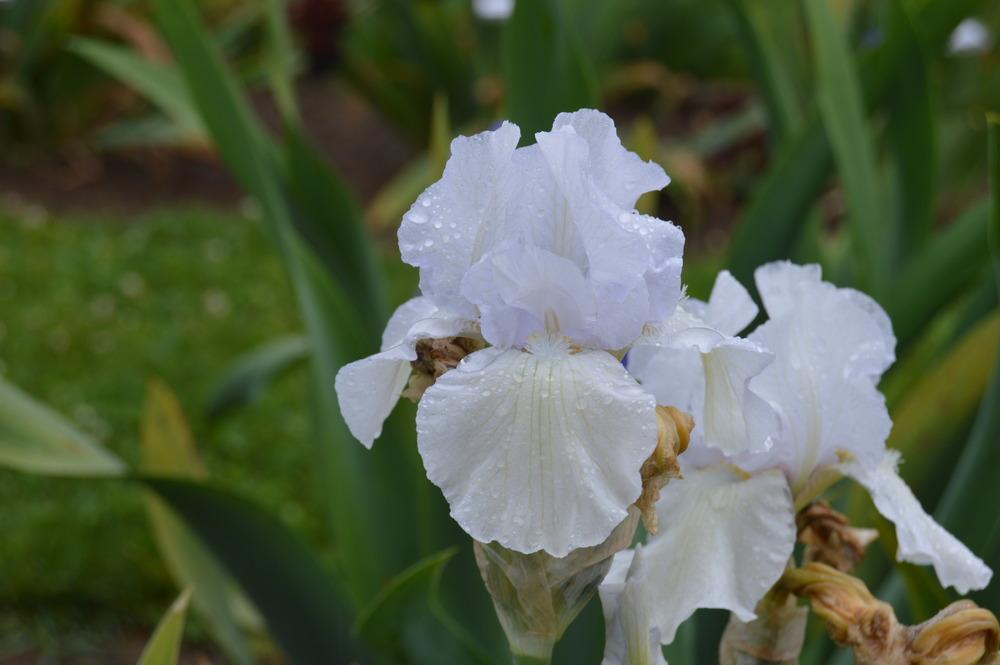 Photo of Border Bearded Iris (Iris 'Hi Buddy') uploaded by KentPfeiffer