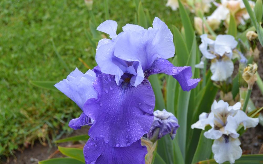 Photo of Tall Bearded Iris (Iris 'Isabel Marie') uploaded by KentPfeiffer