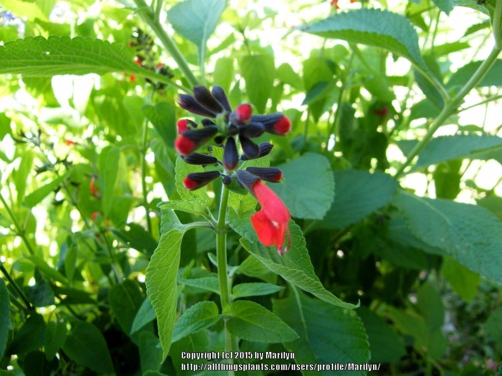 Photo of Texas Sage (Salvia coccinea 'Forest Fire') uploaded by Marilyn