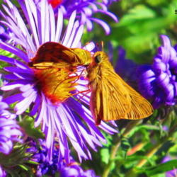Location: central Illinois
Date: 9-22-11
BF - Skippers