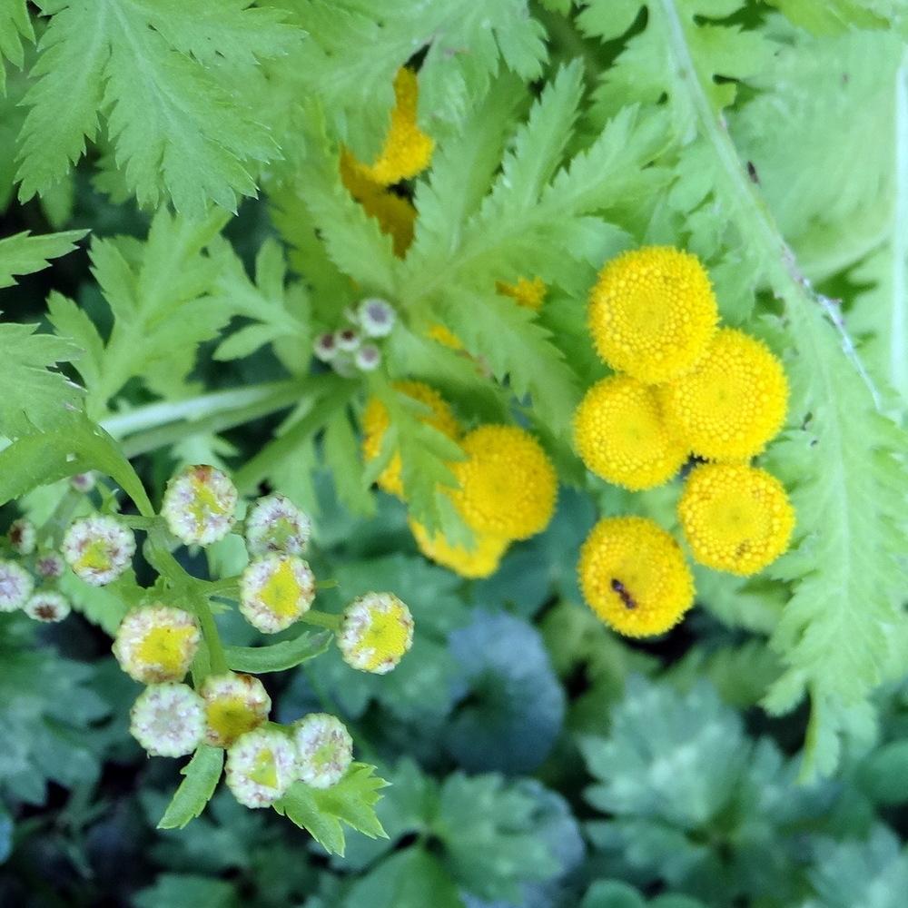 Photo of Gold Leaf Tansy (Tanacetum vulgare 'Isla Gold') uploaded by stilldew
