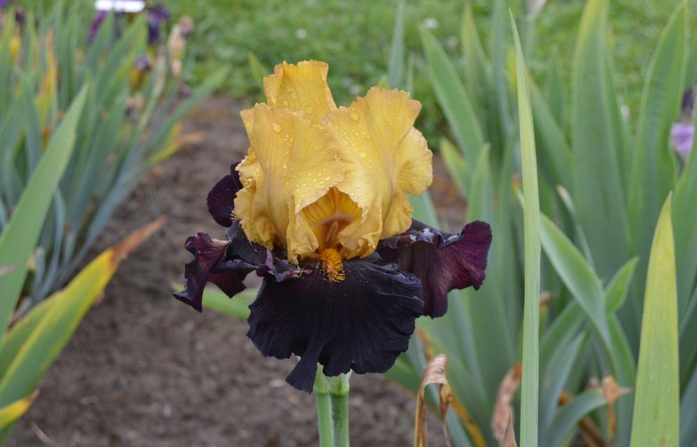 Photo of Tall Bearded Iris (Iris 'Kathy Chilton') uploaded by KentPfeiffer