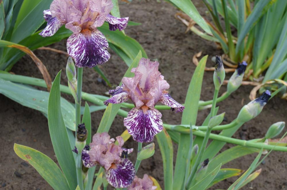 Photo of Tall Bearded Iris (Iris 'Drunk Skunk') uploaded by KentPfeiffer