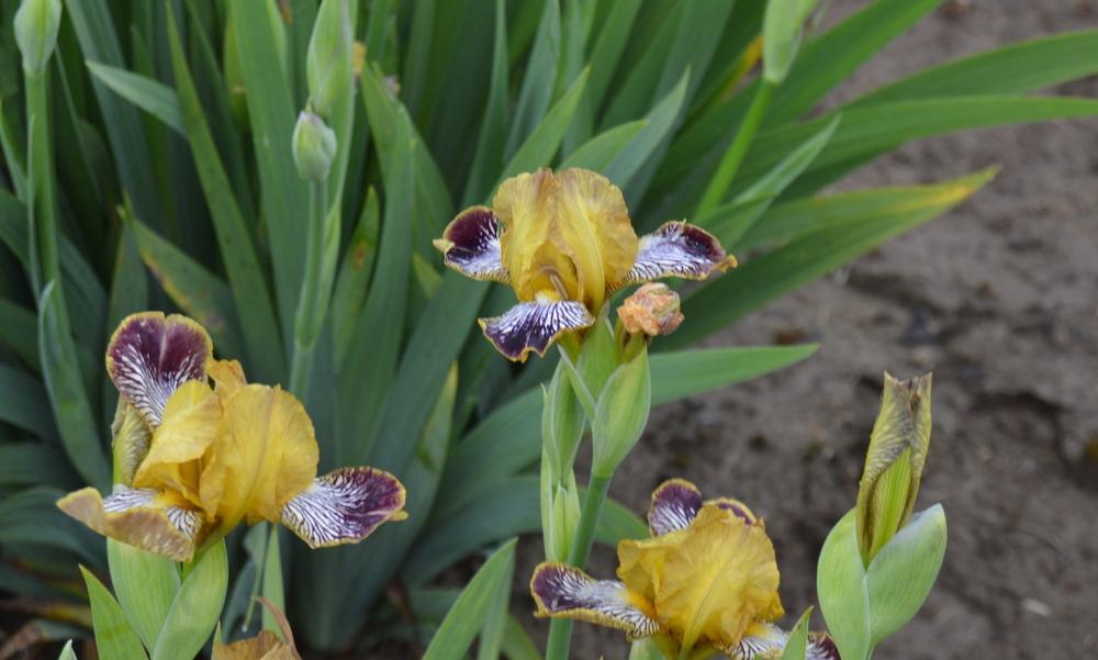 Photo of Miniature Tall Bearded Iris (Iris 'Jack's Pick') uploaded by KentPfeiffer