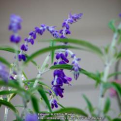 Location: My garden in Kentucky
Date: 2015-09-16
Love these purple flowers!