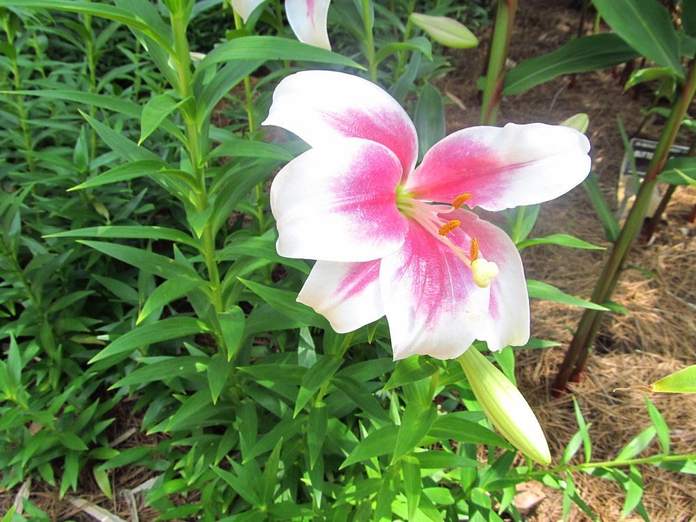 Photo of Lily (Lilium Triumphator) uploaded by jmorth