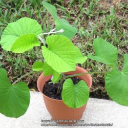 Location: Daytona Beach, Florida
Date: 2015-09-17
Two weeks after receiving ... growing fast!