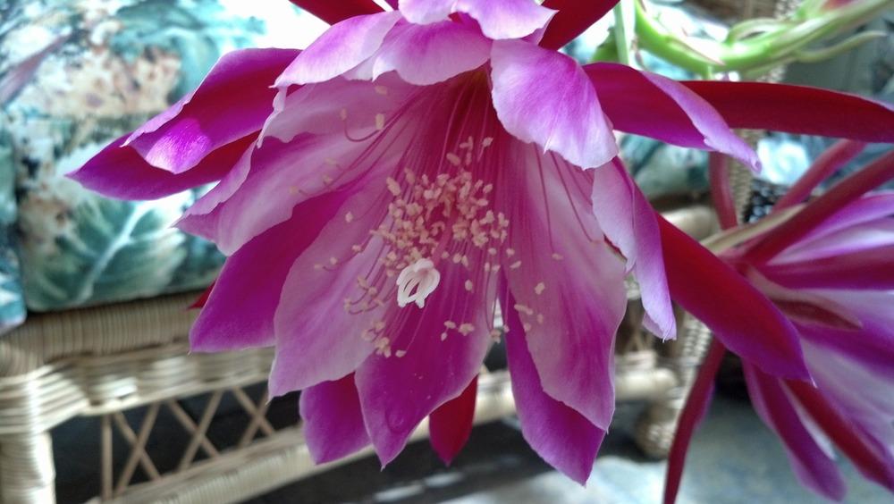 Photo of Hybrid Epiphyllum (Epiphyllum 'Chuck N Jerry') uploaded by rocklady