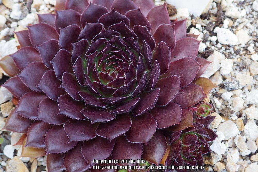 Photo of Hen and Chicks (Sempervivum 'Gabrielle') uploaded by springcolor