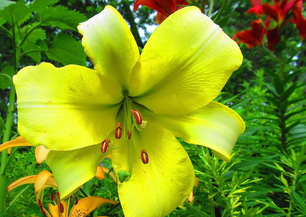 Photo of Lily (Lilium 'Lemon Lime') uploaded by jmorth