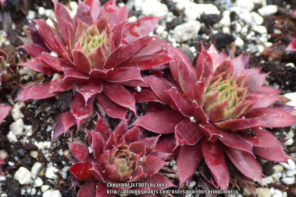 Photo of Hen and Chicks (Sempervivum 'Royal Ruby') uploaded by springcolor