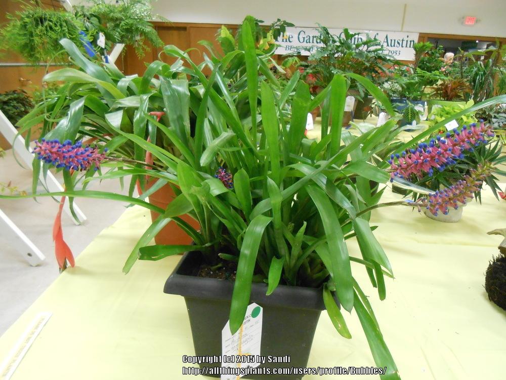 Photo of Matchstick Plant (Aechmea gamosepala) uploaded by Bubbles