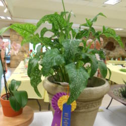 Location: Austin ,TX
Date: June
1st Place, Green Thumb, Best of Section, Queen of Show