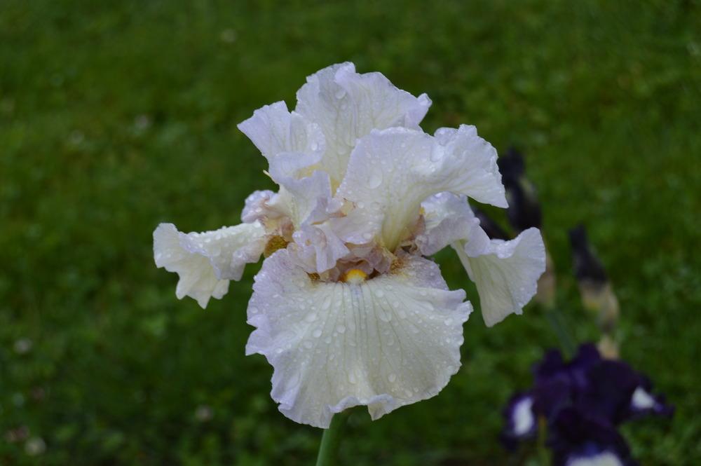 Photo of Tall Bearded Iris (Iris 'Miss Fluffy') uploaded by KentPfeiffer