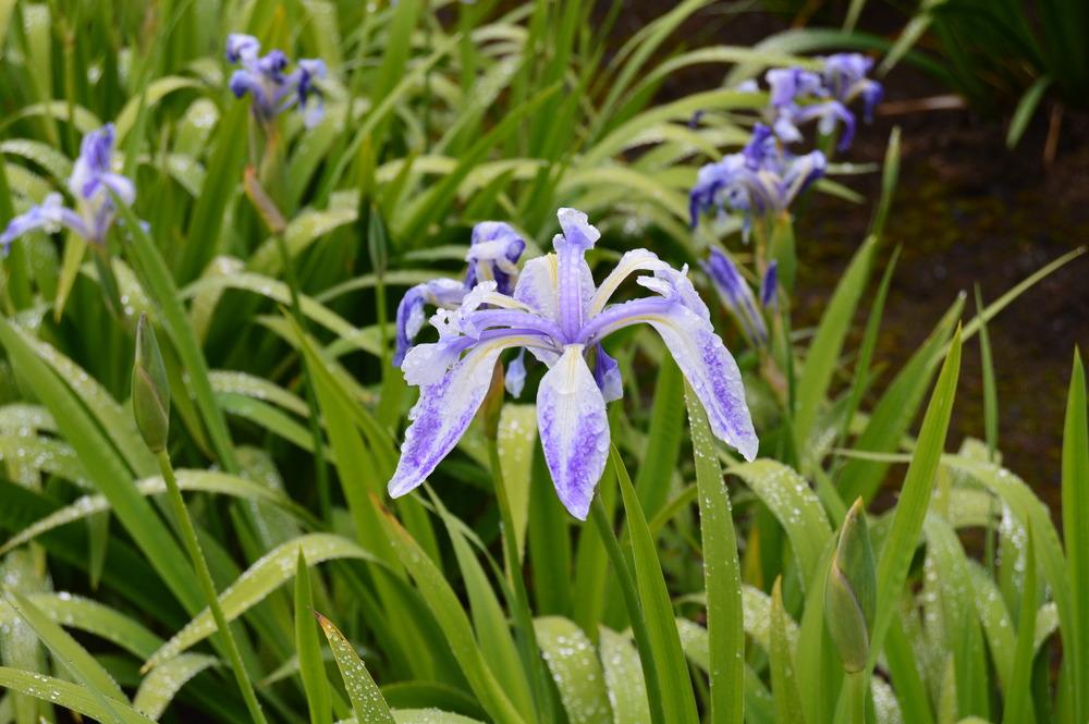 Photo of Iris (Iris laevigata 'Monstrosa') uploaded by KentPfeiffer