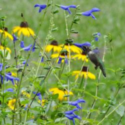 Location: Sheri's healing flower garden zone 8b
Date: 2015-09-19
 Blue ensign salvia is their very favorite treat!