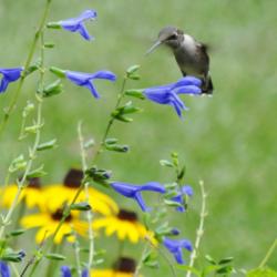 Location: Sheri's healing flower garden 8b
Date: 2015-09-19
Blue Ensign gets a Hummingbird's attention!