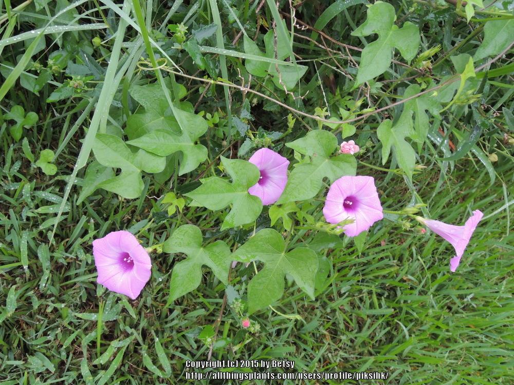 Photo of Morning Glory (Ipomoea cordatotriloba) uploaded by piksihk