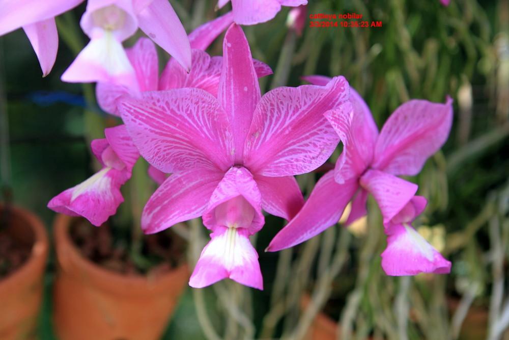 Photo of Orchid (Cattleya nobilior) uploaded by prabhisetty