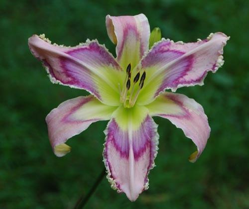Photo of Daylily (Hemerocallis 'Entwined in the Vine') uploaded by shive1